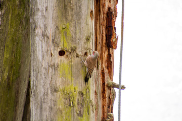 A northern flicker woodpecker hunting for insects
