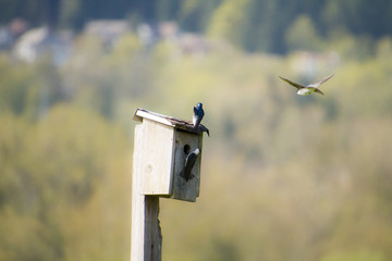 A tree swallow flying around a bird house