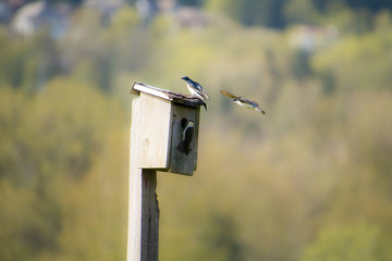 A tree swallow flying around a bird house