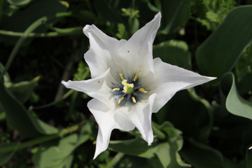 A closeup of a white flower