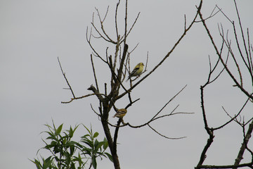 American goldfinch perched on a branch