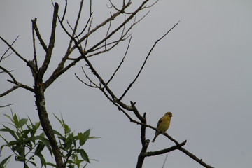 American goldfinch perched on a branch