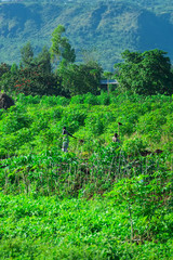 Fototapeta na wymiar work on plantations in Uganda