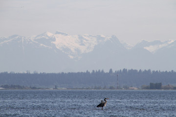 A heron standing in shallow water