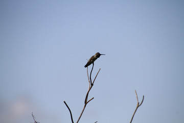 A hummingbird perched on the very top of a small tree
