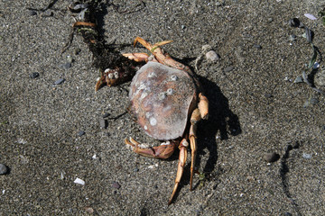 A crab with seaweed around one claw