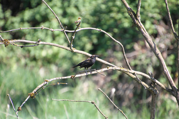 A European starling perched on a branch
