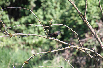 A European starling perched on a branch