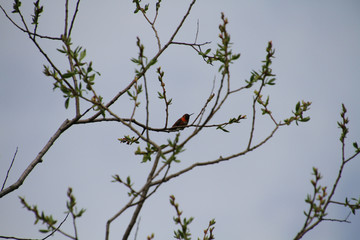 A hummingbird perched on a branch