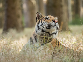 Fototapeta na wymiar Tiger portrait. Hunt the prey in tajga in summer time. Tiger in wild summer nature. Action wildlife scene, danger animal.