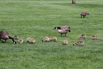 A family of Canadian geese with the goslings eating grass