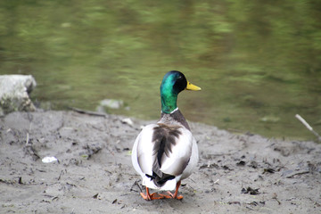 A mallard drake standing on the edge of a lake