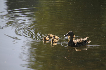 A mother mallard duck with her ducklings