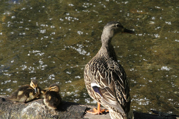 Mother duck and ducklings