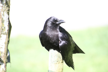 A close up of a crow sunning on a post
