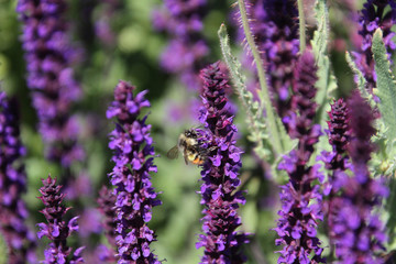 A bee pollinating a english lavender plant