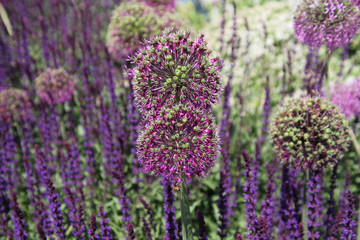 Fototapeta na wymiar Purple allium flowers sitting in a field