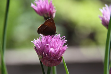 A closeup of a brown moth