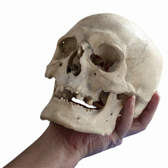 Human skull in human hand, close-up, isolated on white. Alas, poor Yorick