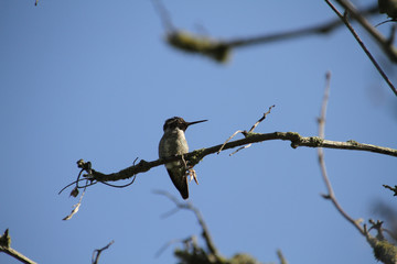 A closeup of a Anna's hummingbird