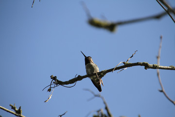 A closeup of a Anna's hummingbird