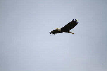 A bald eagle flying in a blue cloudless sky