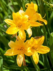 Obraz premium colorful flowering of the daylily in the garden near Moscow