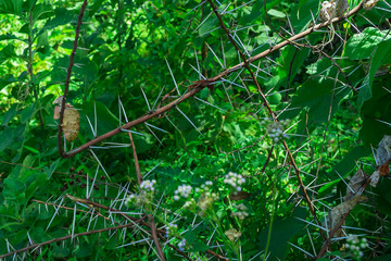 dangerous prickly plant in Uganda