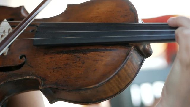 Girl plays the violin at the wedding celebration