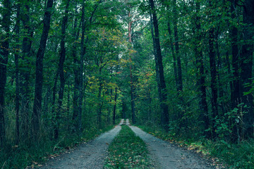 Fototapeta premium Road through the September forest.