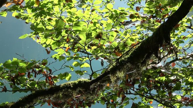Ast von Buche, Buchenbaum