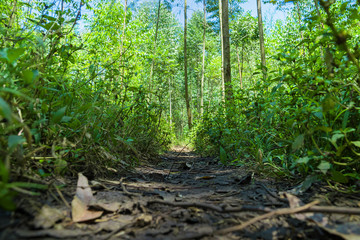 eucalyptus forest in Uganda