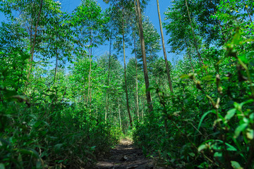 Obraz premium eucalyptus forest in Uganda