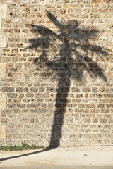 Ombre de palmier sur mur de pierre