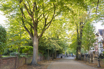 Tree Lined Walkway