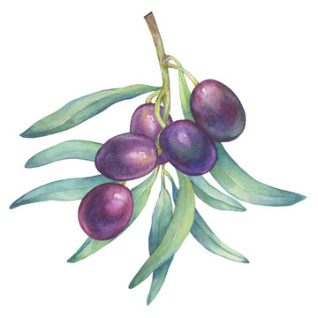 Olive branch with ripe fruit and leaves. Realistic illustration of black olives. Watercolor hand drawn painting isolated on a white background.