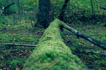 Fallen tree in the woods.