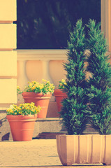 Fototapeta na wymiar Coniferous ornamental plant in a flower pot for street decoration. Tinted photo.