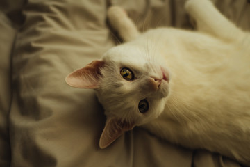 White cat looking up from bed