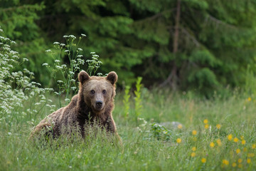 Wild Carpathian brown bear cub while sitting in the grass.