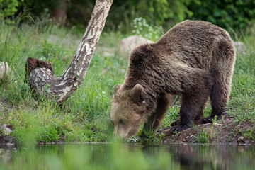 Obraz premium Wild Carpathian brown bear while drinking water from a lake.