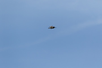 Curlew (Numenius arquata)