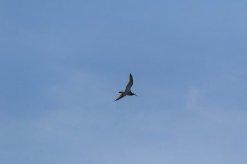 Curlew (Numenius arquata)