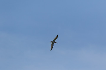 Curlew (Numenius arquata)