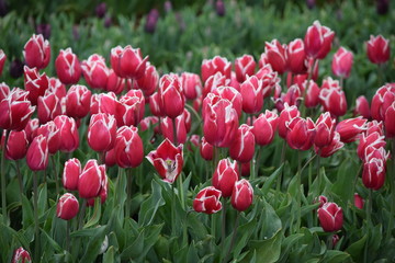 pink tulips in the garden