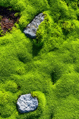 Close up of bear moss, alomg Ptarmigean Trail, Mount Baker, Washington. USA.