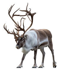 Reindeer with huge antlers  isolated on the white background - front view