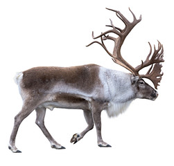 Reindeer with huge antlers  isolated on the white background - side view