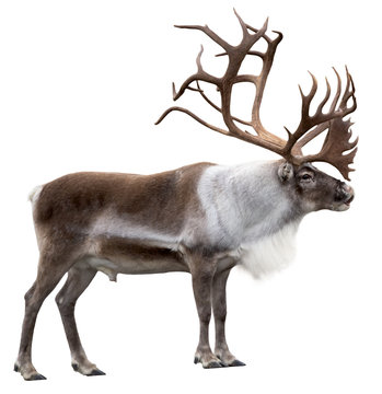 Reindeer with huge antlers  isolated on the white background - side view