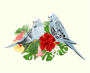Budgerigars home pets blue pets parakeet  on a bouquet with tropical flowers hibiscus, palm,philodendron  and   Brugmansia on a white background vintage vector illustration editable hand draw